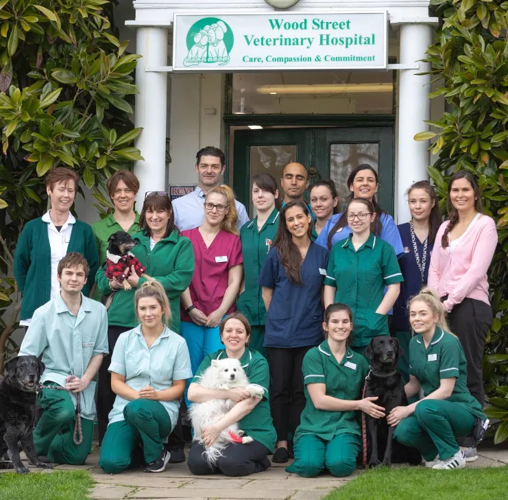 Wood Street Veterinary Hospital